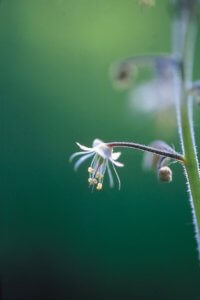 Lace Flower