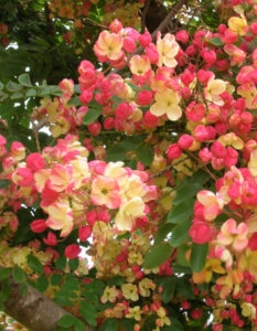 Rainbow-Shower-Tree