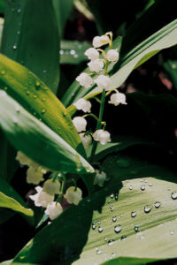 lilyOfTheValley_CMYK