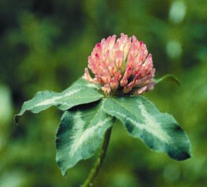 Red Clover