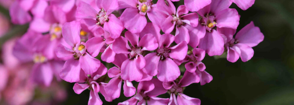 Floral Pink Yarrow, Floral da Califórnia, Essências Florais